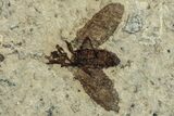 Detailed Fossil March Fly (Plecia) Plate - Wyoming #244997-1